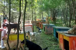 Таксата за участие в конкурса се превежда от участниците директно на "Горската приказка на Краси", където се грижат за над 350 кучета, котки, коне и едно магаре-Taksata-za-uchastie-v-konkursa-se-prevezhda-ot-uchastnitsite-direktno-na--Gorskata-prikazka-na-Krasi--kadeto-se-grizhat-za-nad-350-kucheta--kotki--kone-i-edno-magare_1755439185.jpg